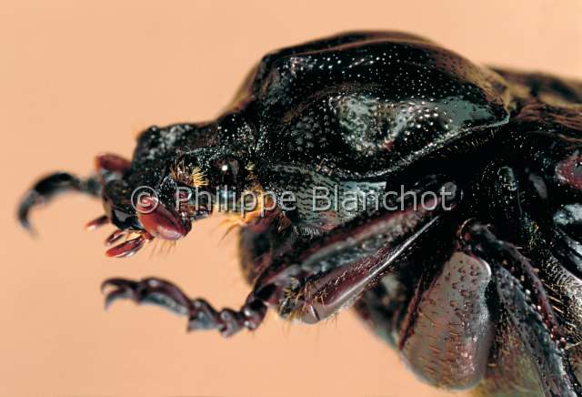 Osmoderma  eremita.JPG - in "Portraits d'insectes" ed. SeuilOsmoderma eremitaPique pruneHermit beetleColeopteraCetoniidaeFrance